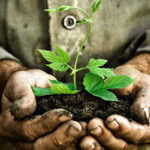 Old man hands holding a green young plant. Symbol of spring and ecology concept